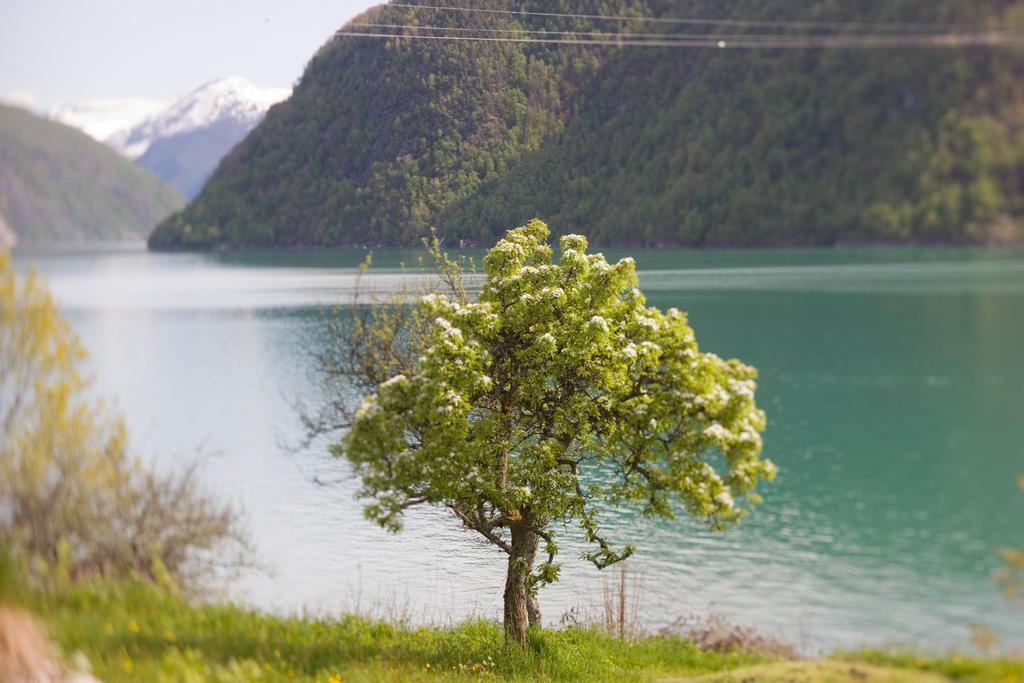 Dragsvik Fjordhotel (Adults Only) بليستران المظهر الخارجي الصورة